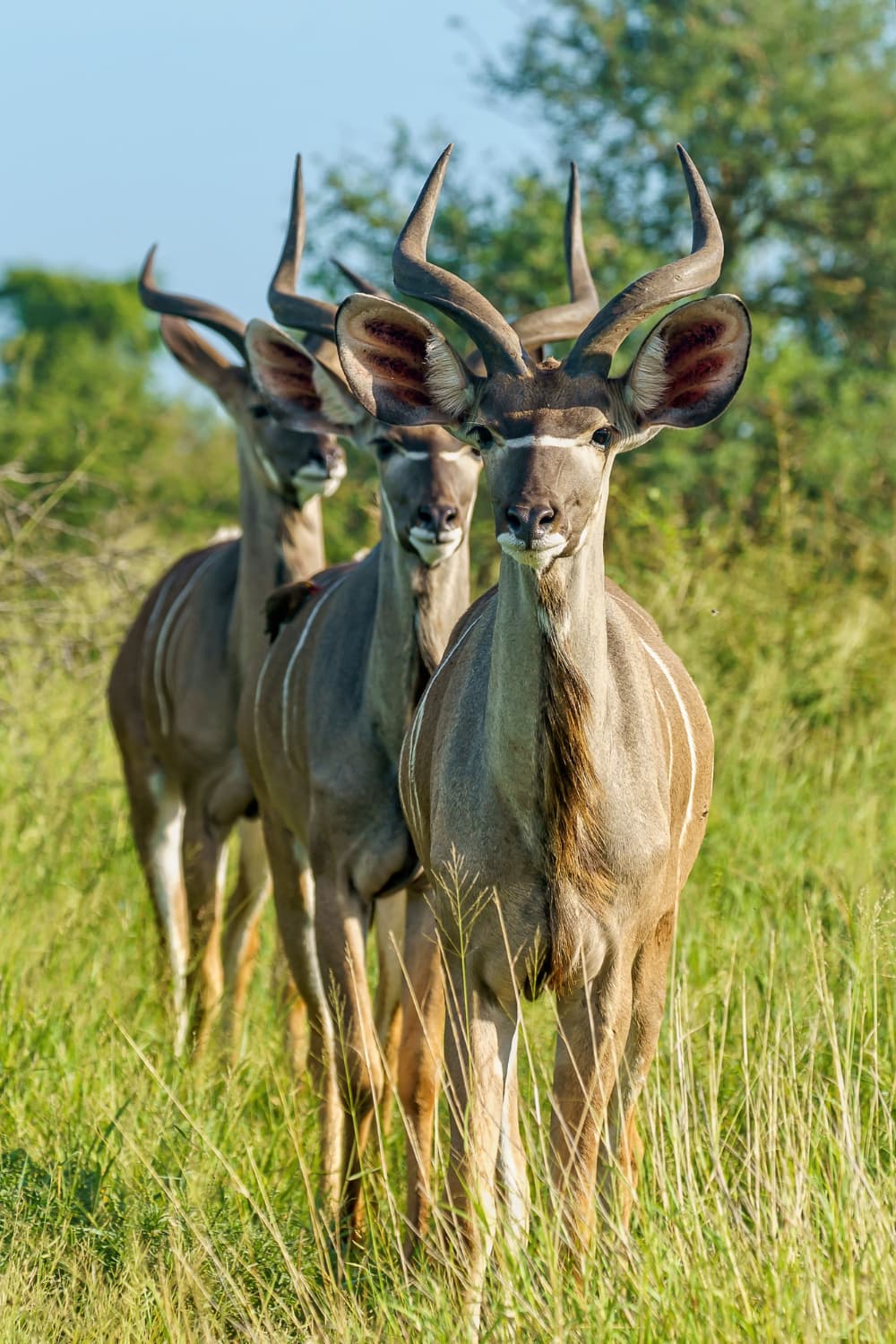 Three gazelles staring